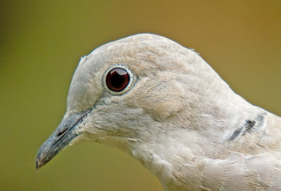 Collared Dove - Adult