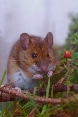 Field Mouse - Apodemus sylvaticus