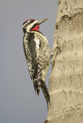 Yellow Bellied Sapsucker -Sphyrapicus varius