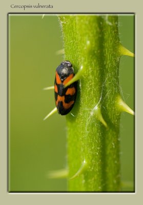 Cercopsis vulnerata