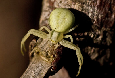 Crab Spider -  Misumena vatia