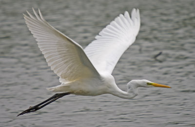 Great White Egret - Ardea alba