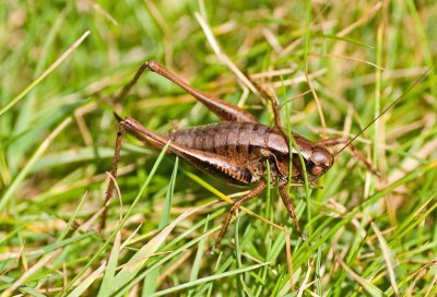 Dark Bush Cricket - Pholidoptera griseoaptera