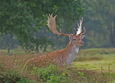  Fallow Buck