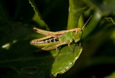 Meadow grasshopper - Chorthippus parallelus