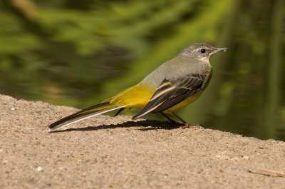 Grey Wagtail - Motacilla cinerea