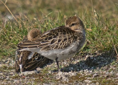 Dunlin