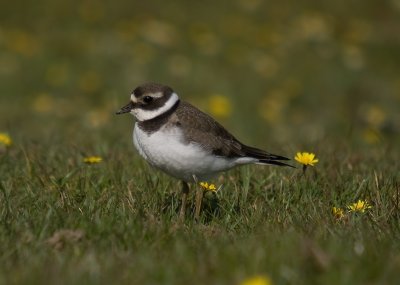 Ringed Plover