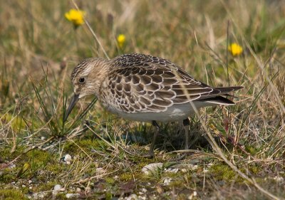 Bairds Sandpiper - Calidris bairdii