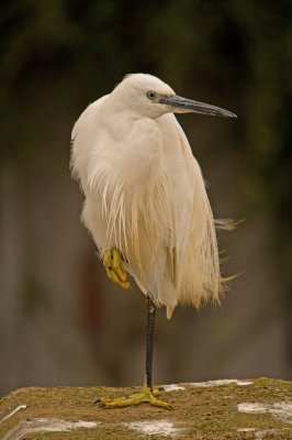 Little Egret