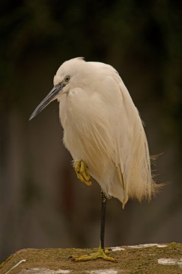 Little Egret