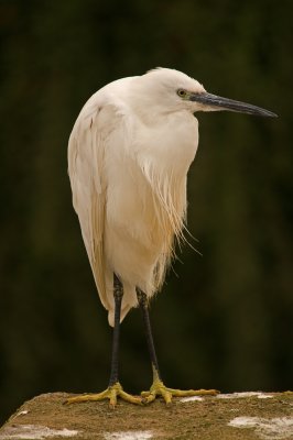 Little Egret