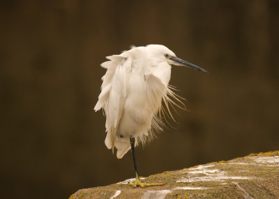 Little Egret