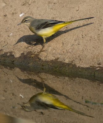 Grey Wagtail - Motacilla cinerea