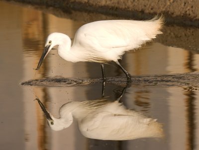 Little Egret