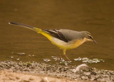 Grey Wagtail - Motacilla cinerea