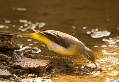 Grey Wagtail - Motacilla cinerea