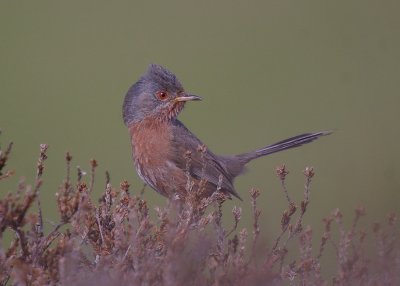 Dartford Warbler