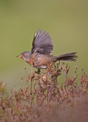 Dartford Warbler - Sylvia undata