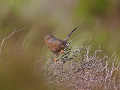 Dartford Warbler 10