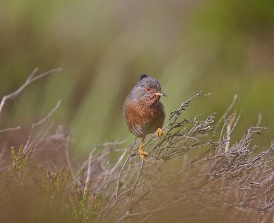 Dartford Warbler 11