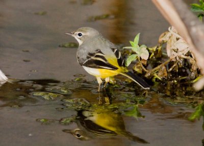 Grey Wagtail - Motacilla cinerea