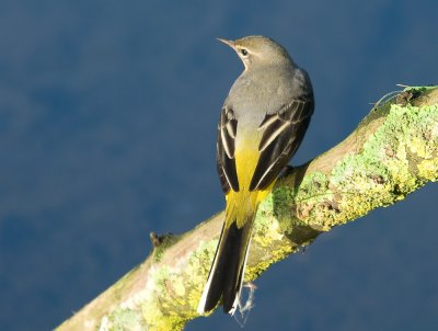 Grey Wagtail - Motacilla cinerea