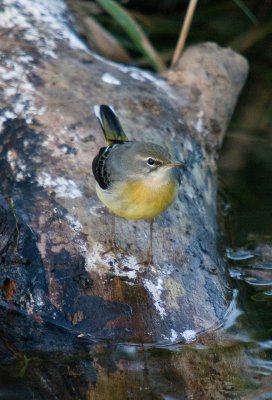 Grey Wagtail - Motacilla cinerea