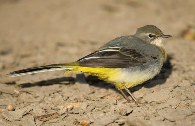 Grey Wagtail - Motacilla cinerea