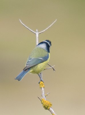 Blue Tit