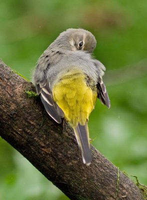 Grey Wagtail - Motacilla cinerea