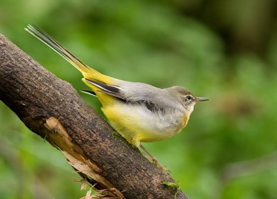 Grey Wagtail - Motacilla cinerea