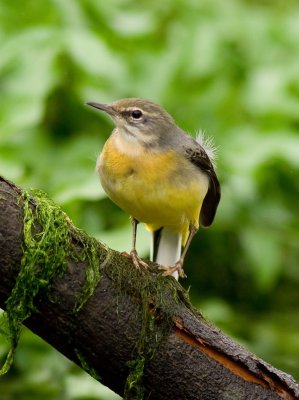 Grey Wagtail - Motacilla cinerea