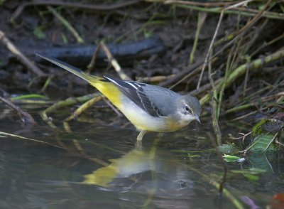 Grey Wagtail - Motacilla cinerea