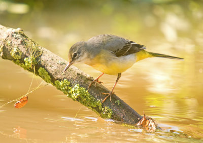 Grey Wagtail - Motacilla cinerea