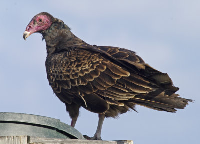 Turkey Vulture - Butorides virescens