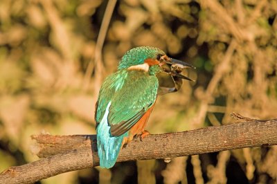 Kingfisher