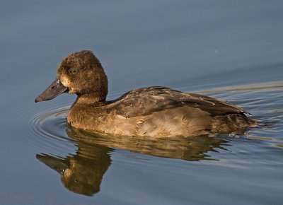 Tufted Duck