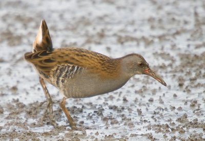 Water Rail