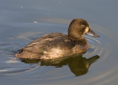 Tufted Duck