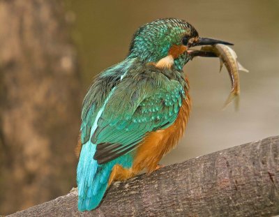Kingfishers - Alcedo atthis