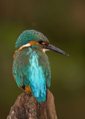 Kingfishers - Alcedo atthis