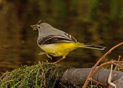 Grey Wagtail - Motacilla cinerea