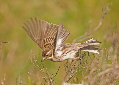 Reed Bunting - Emberiza schoeniclus