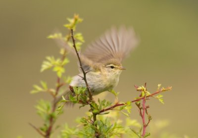 Willow Warbler - Phylloscopus trochilus