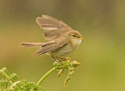 Willow Warbler - Phylloscopus trochilus