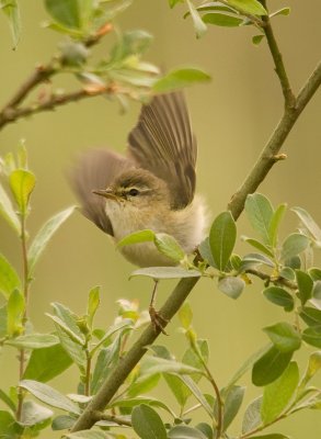 Willow Warbler - Phylloscopus trochilus