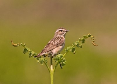 Whinchat - Saxicola rubetra