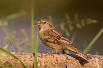 House Sparrow - Passer domesticus