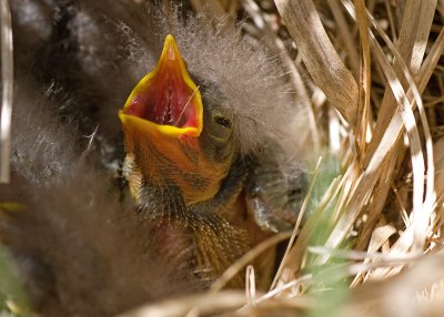 Nests and Nestlings